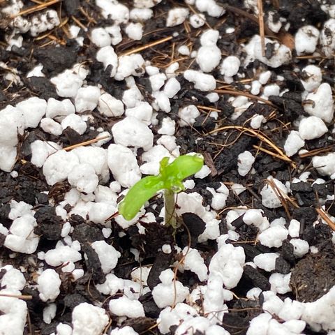 Glue Gelato Auto growlog photo: Welcome to the world!
