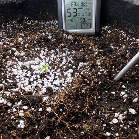 Glue Gelato Auto growlog photo: Welcome to the world!