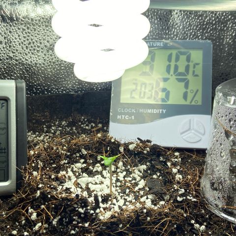 Glue Gelato Auto growlog timeline photo