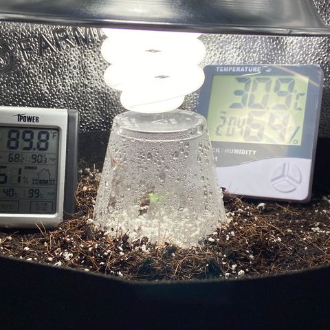 Glue Gelato Auto growlog timeline photo