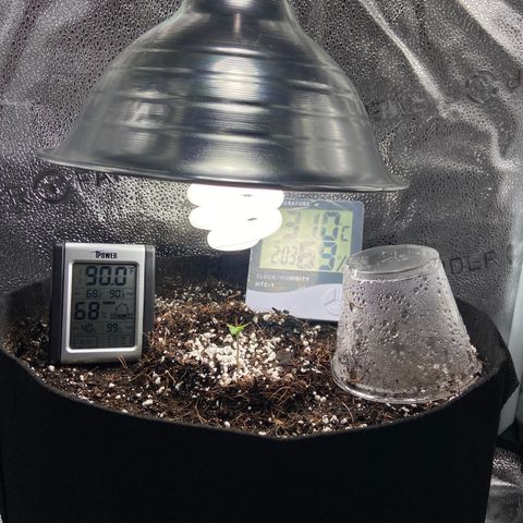 Glue Gelato Auto growlog timeline photo