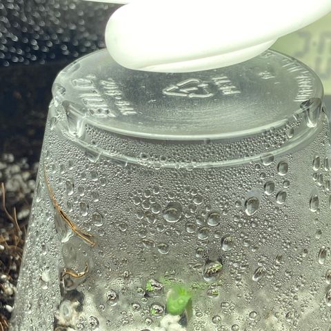 Glue Gelato Auto growlog timeline photo
