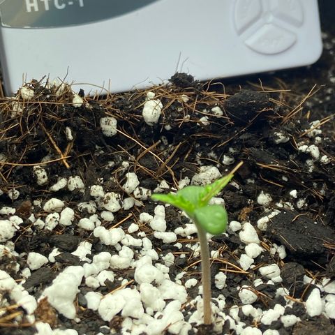 Glue Gelato Auto growlog timeline photo