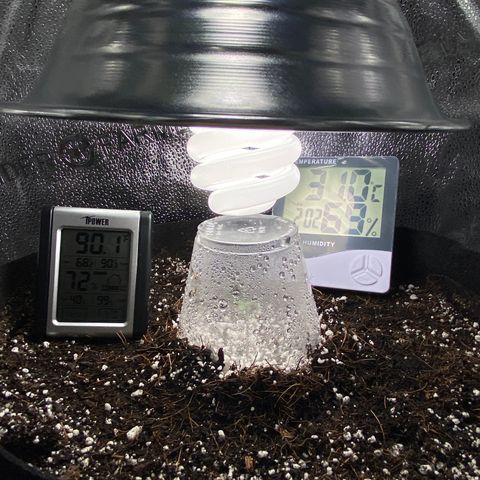 Glue Gelato Auto growlog timeline photo