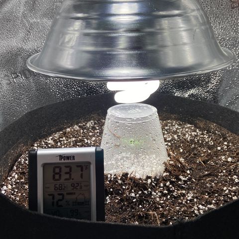 Glue Gelato Auto growlog photo: Today