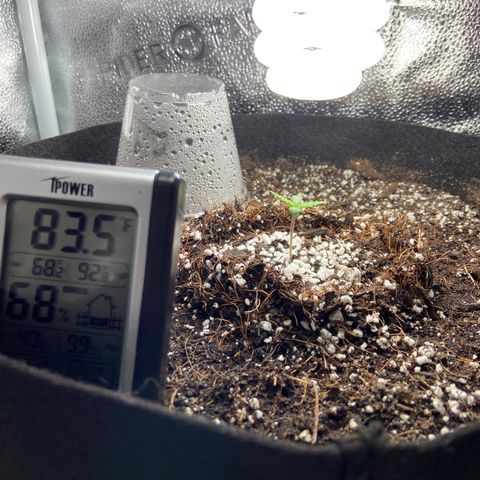 Glue Gelato Auto growlog photo: Today