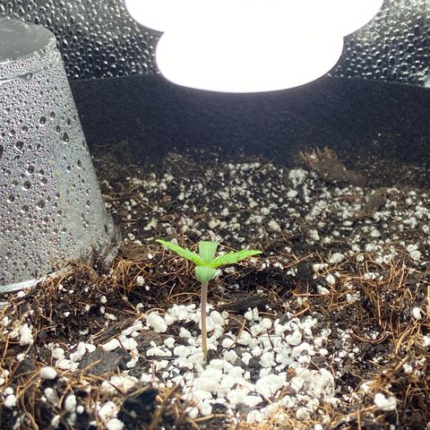 Glue Gelato Auto growlog photo: Today