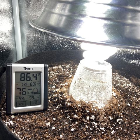 Glue Gelato Auto growlog timeline photo