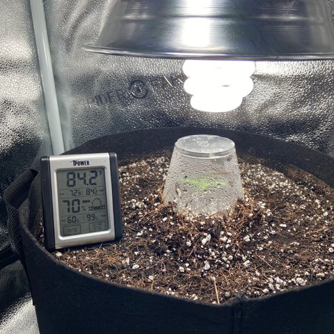 Glue Gelato Auto growlog photo: Was drooping this morning after lights off. Raised the light. She’s back to life. Almost outgrowing humidity dome. Maybe time for new lights. 