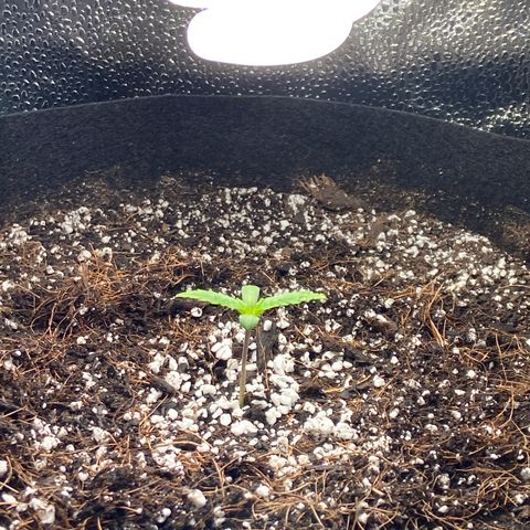 Glue Gelato Auto growlog photo: Was drooping this morning after lights off. Raised the light. She’s back to life. Almost outgrowing humidity dome. Maybe time for new lights. 