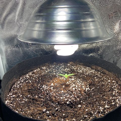 Glue Gelato Auto growlog photo: She happy. Me happy. 