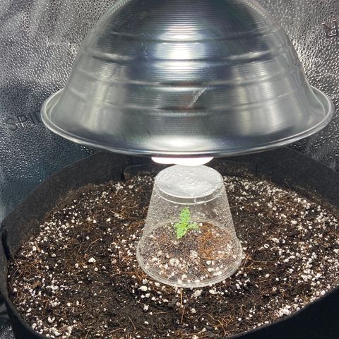 Glue Gelato Auto growlog photo: She happy. Me happy. 