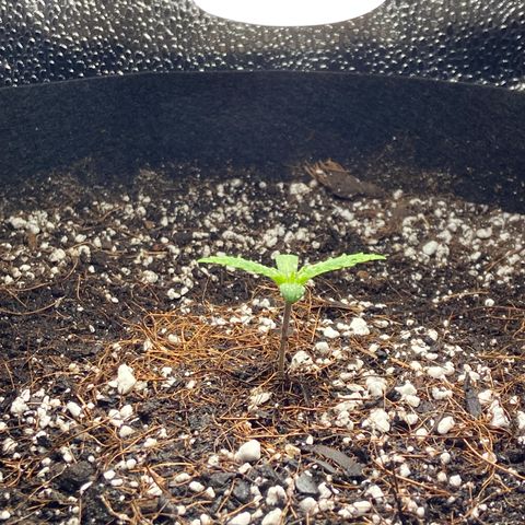 Glue Gelato Auto growlog photo: She happy. Me happy. 