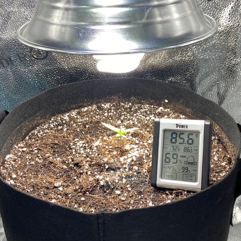 Glue Gelato Auto growlog photo: Almost bedtime. Leaving dome off tonight. 