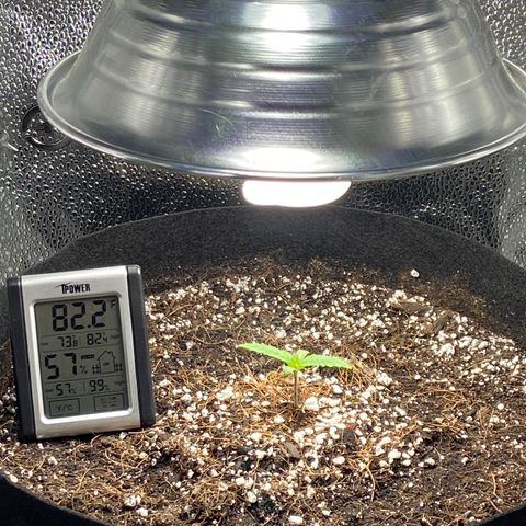 Glue Gelato Auto growlog photo: We have graduated from dome and also moving to led and fan. 