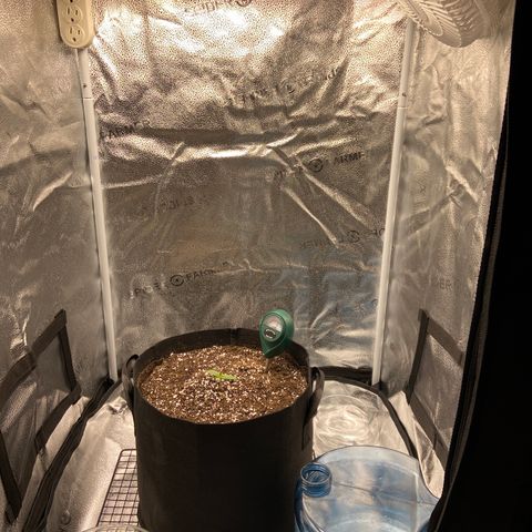 Glue Gelato Auto growlog photo: Annnnnnd we’re off. 24” at canopy. Watered with dropped. Soil says moist. Hard charge tonight. 