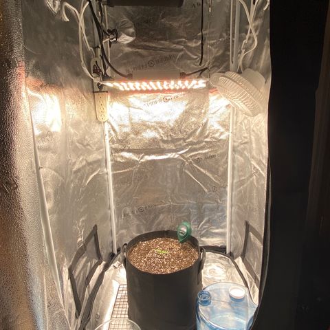 Glue Gelato Auto growlog photo: Annnnnnd we’re off. 24” at canopy. Watered with dropped. Soil says moist. Hard charge tonight. 
