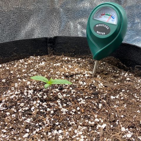 Glue Gelato Auto growlog photo: Annnnnnd we’re off. 24” at canopy. Watered with dropped. Soil says moist. Hard charge tonight. 