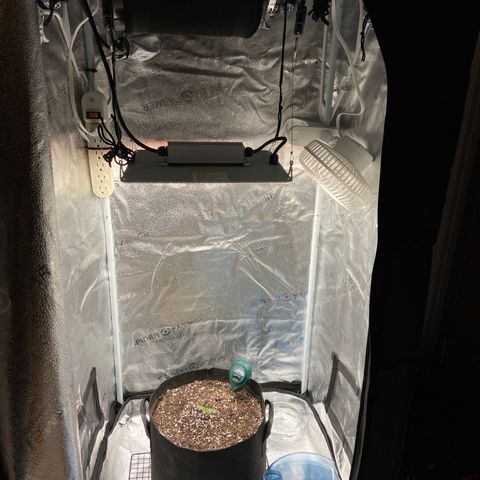 Glue Gelato Auto growlog photo: Annnnnnd we’re off. 24” at canopy. Watered with dropped. Soil says moist. Hard charge tonight. 