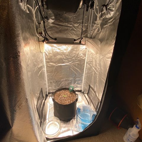 Glue Gelato Auto growlog photo: Annnnnnd we’re off. 24” at canopy. Watered with dropped. Soil says moist. Hard charge tonight. 