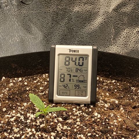 Glue Gelato Auto growlog timeline photo