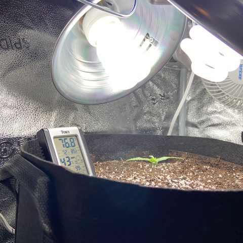 Glue Gelato Auto growlog photo: Just couldn’t bear to keep running the led’s for this lil girl. Back to cfl until veg