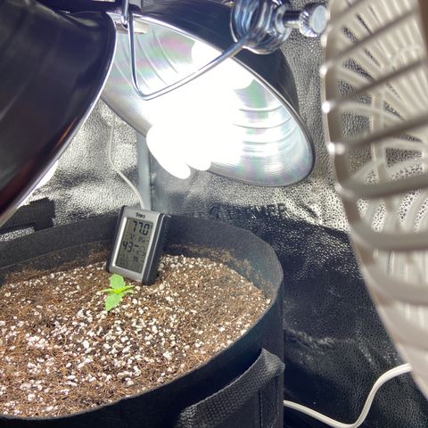 Glue Gelato Auto growlog photo: Just couldn’t bear to keep running the led’s for this lil girl. Back to cfl until veg