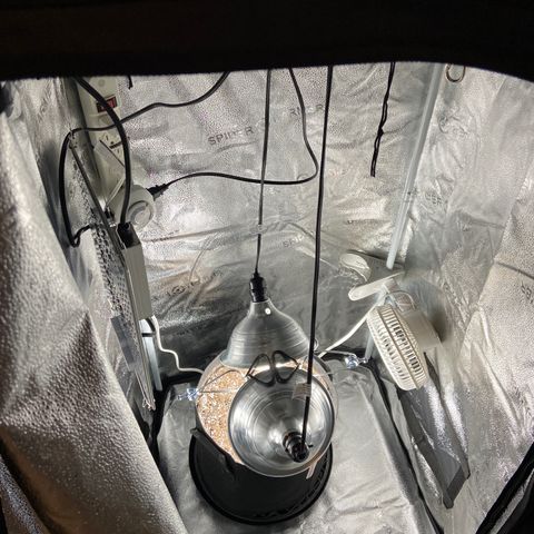 Glue Gelato Auto growlog photo: Looking great