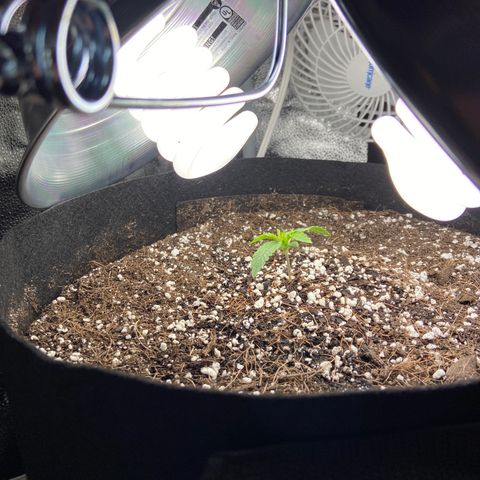 Glue Gelato Auto growlog photo: Looking great