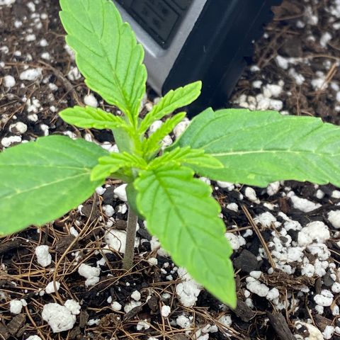 Glue Gelato Auto growlog photo: 85/80