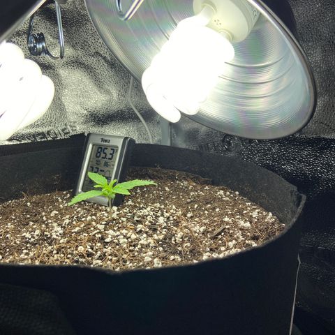Glue Gelato Auto growlog photo: 85/80