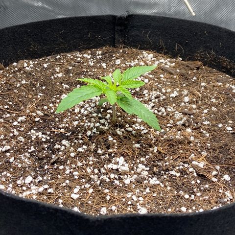 Glue Gelato Auto growlog photo: Good morning 😀