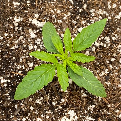 Glue Gelato Auto growlog photo: Good morning 😀