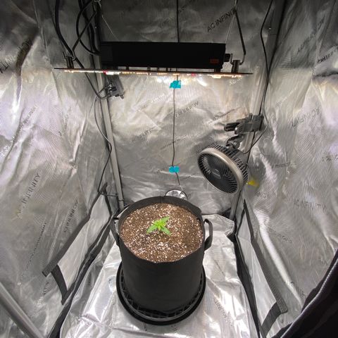Glue Gelato Auto growlog photo: Good morning 😀