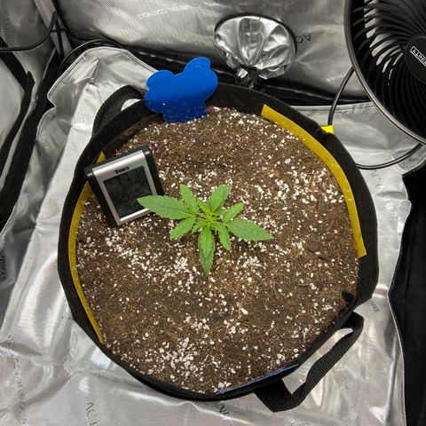 Glue Gelato Auto growlog photo: Added proactive pest control, not watering until signs of wilt. Close to veg. 
