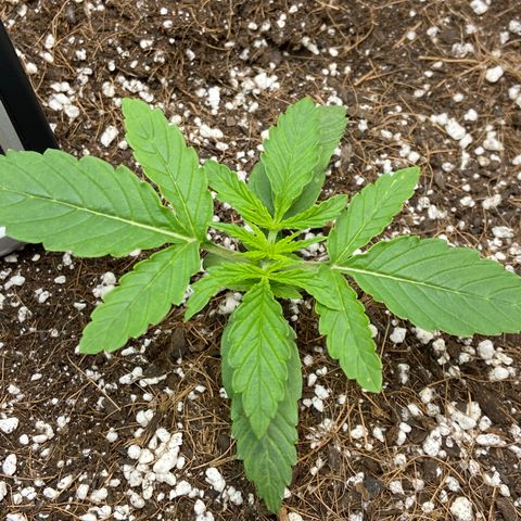 Glue Gelato Auto growlog photo: Added proactive pest control, not watering until signs of wilt. Close to veg. 
