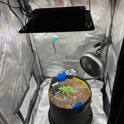 Glue Gelato Auto growlog photo: Added proactive pest control, not watering until signs of wilt. Close to veg. 