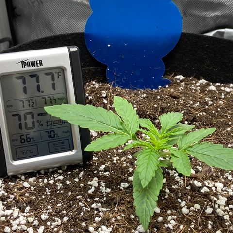 Glue Gelato Auto growlog photo: Added proactive pest control, not watering until signs of wilt. Close to veg. 