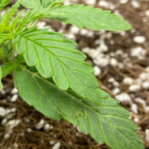 Glue Gelato Auto growlog photo: Burn? Something else? Ignore climate, tent has been open