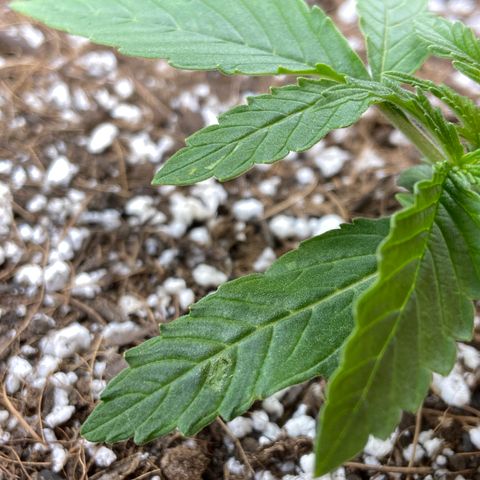Glue Gelato Auto growlog photo: Burn? Something else? Ignore climate, tent has been open
