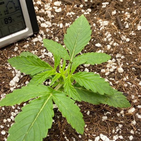 Glue Gelato Auto growlog photo: Burn? Something else? Ignore climate, tent has been open