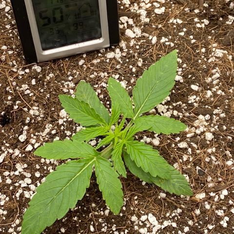 Glue Gelato Auto growlog photo: Burn? Something else? Ignore climate, tent has been open