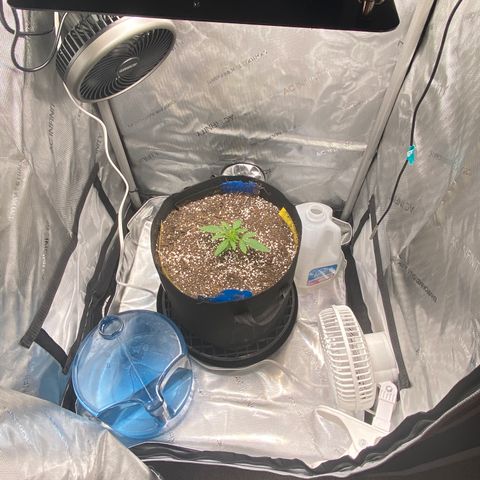 Glue Gelato Auto growlog timeline photo