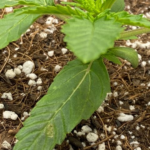 Glue Gelato Auto growlog timeline photo