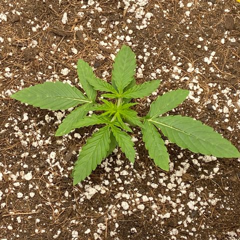 Glue Gelato Auto growlog timeline photo