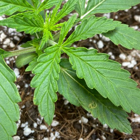 Glue Gelato Auto growlog timeline photo