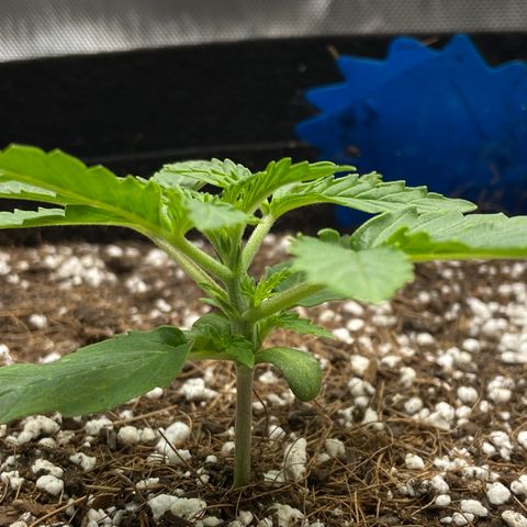 Glue Gelato Auto growlog timeline photo