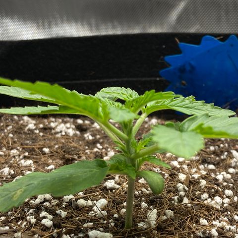Glue Gelato Auto growlog timeline photo