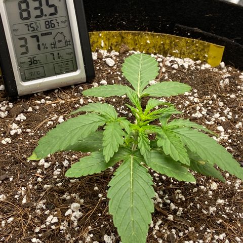 Glue Gelato Auto growlog photo: Yellow tip
