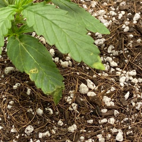 Glue Gelato Auto growlog timeline photo